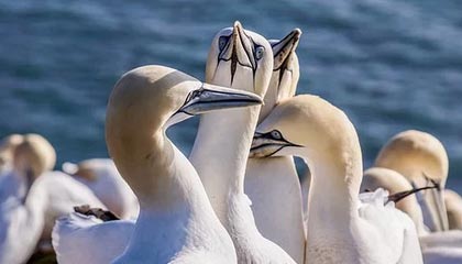 爱游戏娱乐平台-曼联后防线三人缺阵调整成关键，曼联后卫线