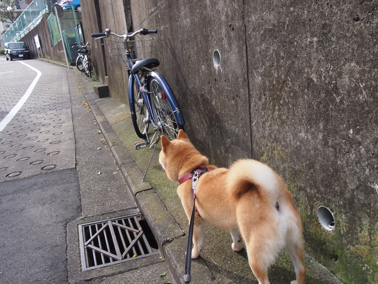 巴西女足迎来年轻新星，巴西女足名将