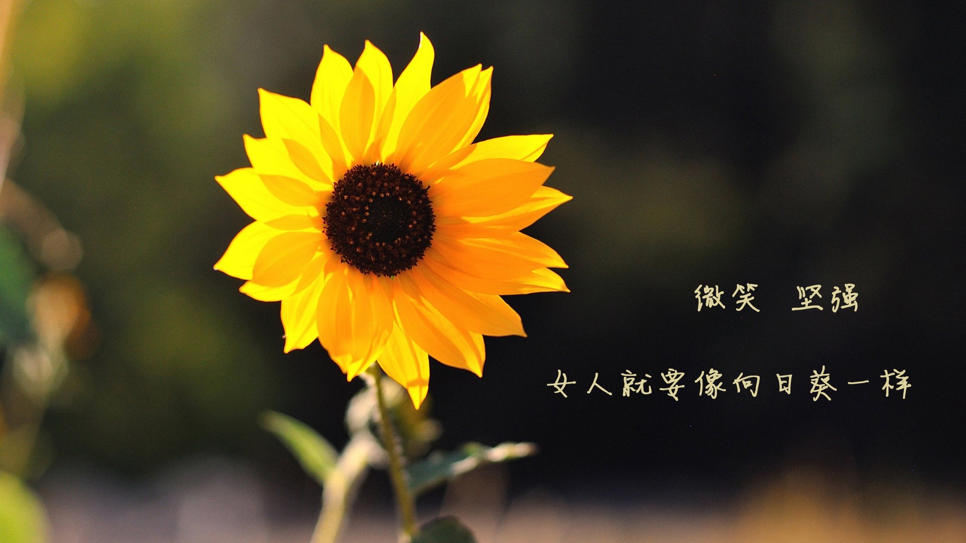 全国青少年马术耐力赛辽宁站圆满结束，马术耐力赛记录