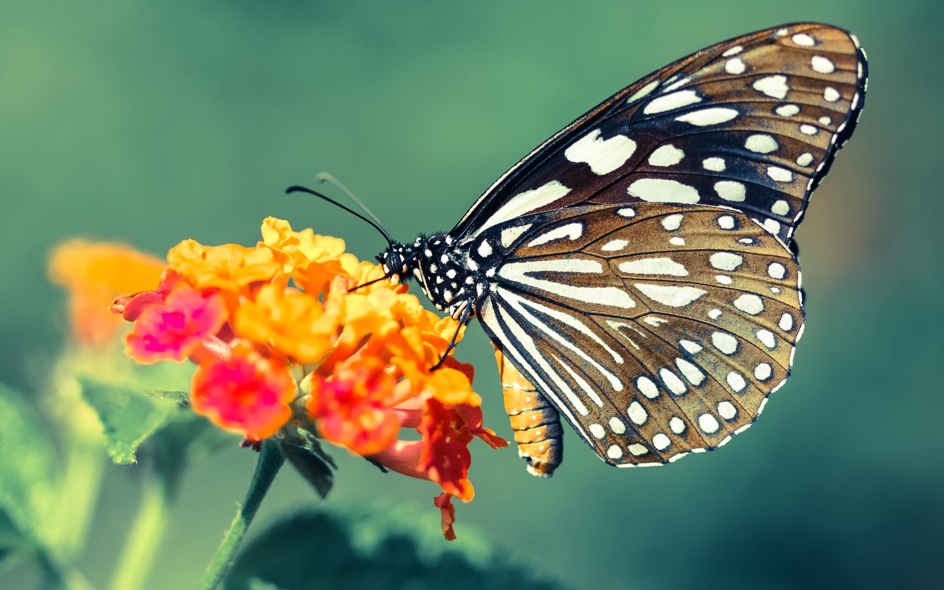爱游戏体育-五大联赛是否重视对阵弱旅的心理调节安排，五大联赛的强队