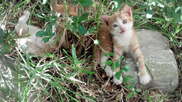 四国蝶泳起跳角度数据首次对比,蝶泳跳水出发