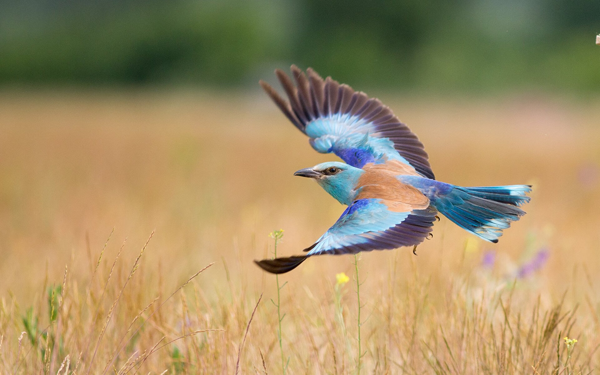 田径测试赛首次采用空气动力评估模型