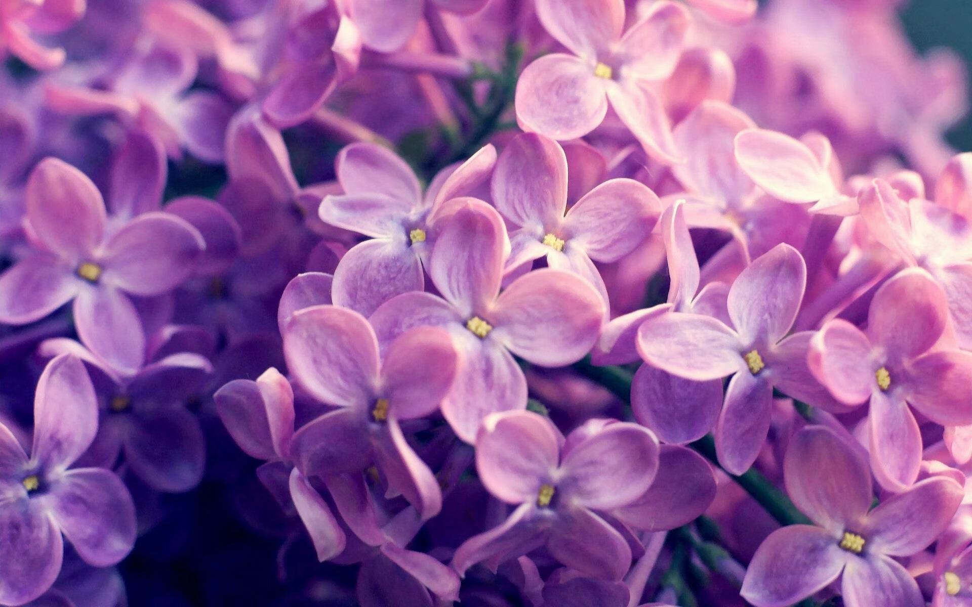 “霍斯特挑战世界顶级防守，助力南非羚羊队战胜强敌”