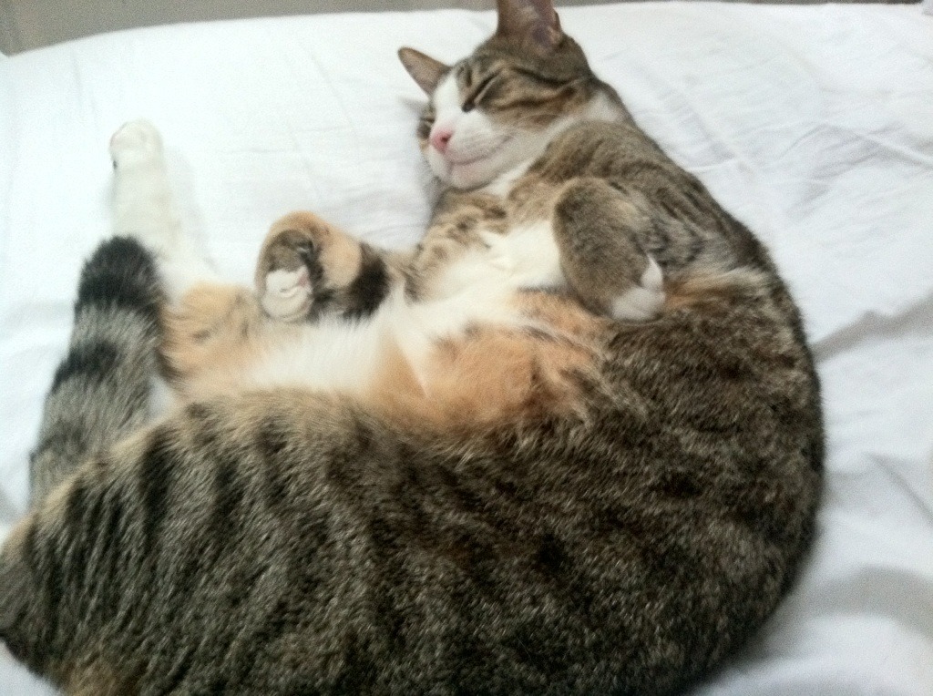 水球快攻波兰男队节奏明快，波兰球系列